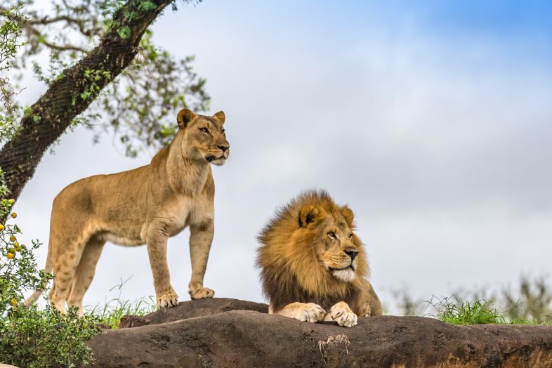 Majestic Big Cats of Africa in Bela Bela