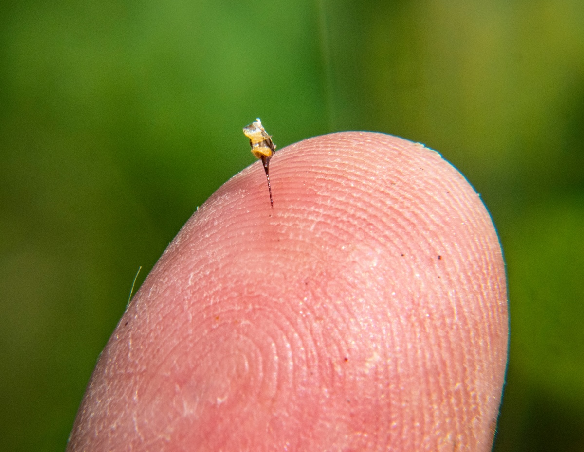 What to Do When You Got Stung by a Bee